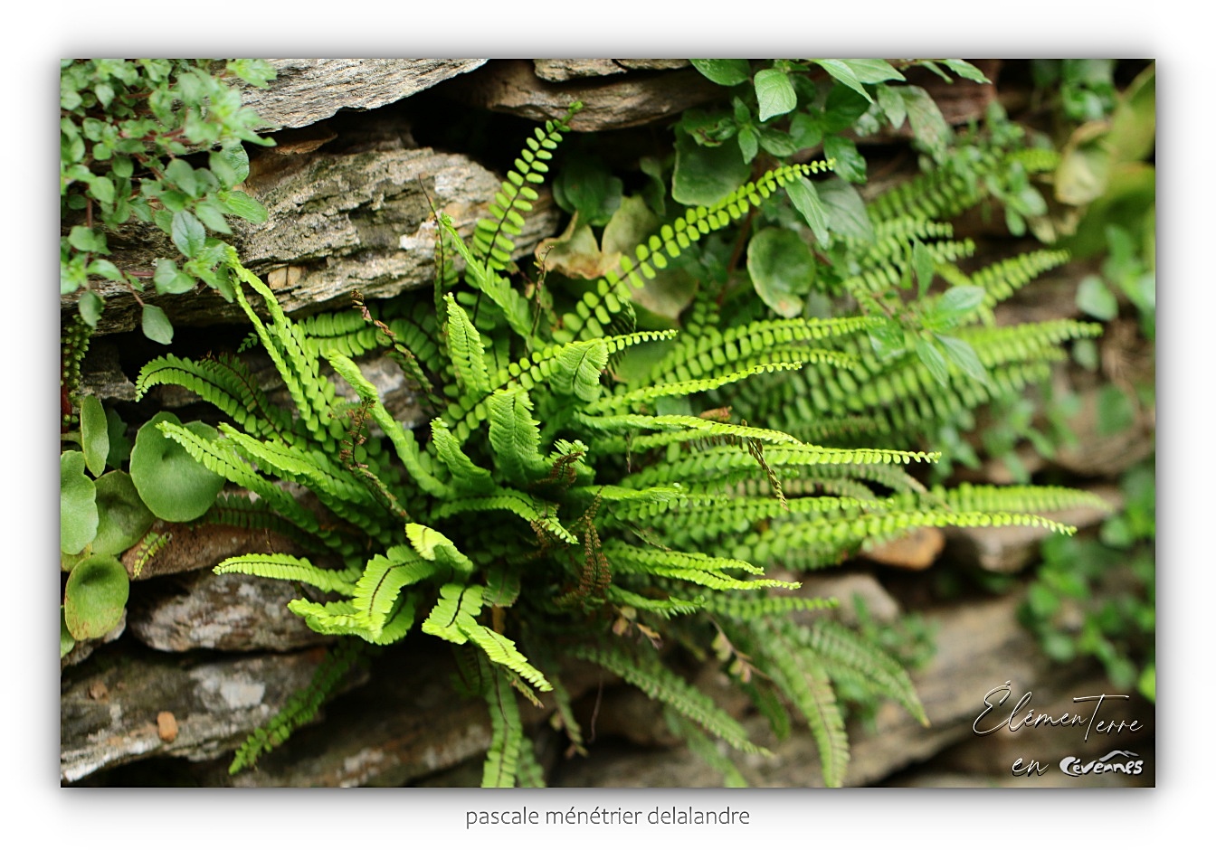 Capillaire vert ou doradille verte - Asplenium viride