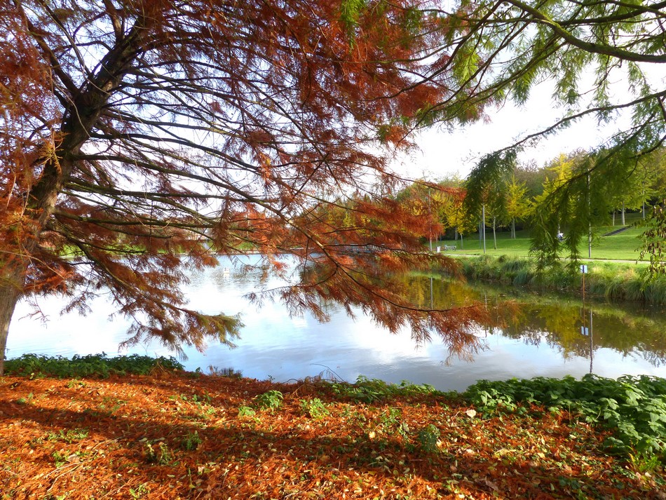 Le parc avant l'hiver