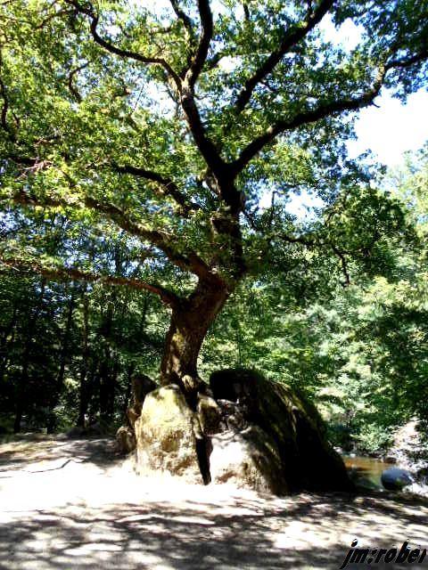 Saint Junien : Randonnée au site Corot et la vallée de la glane  (2)