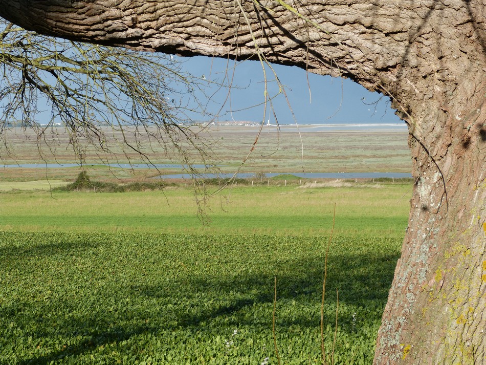 La Baie de la Somme (3) Le Cap Hornu