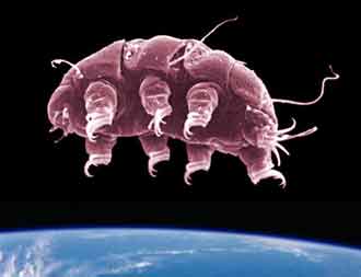 Les tardigrades
