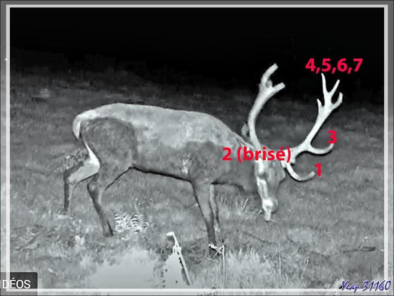 Petit brame nocturne dans la nuit du 26 au 27 septembre 2021 (cerf 14 cors) - Lartigau - Milhas - 31