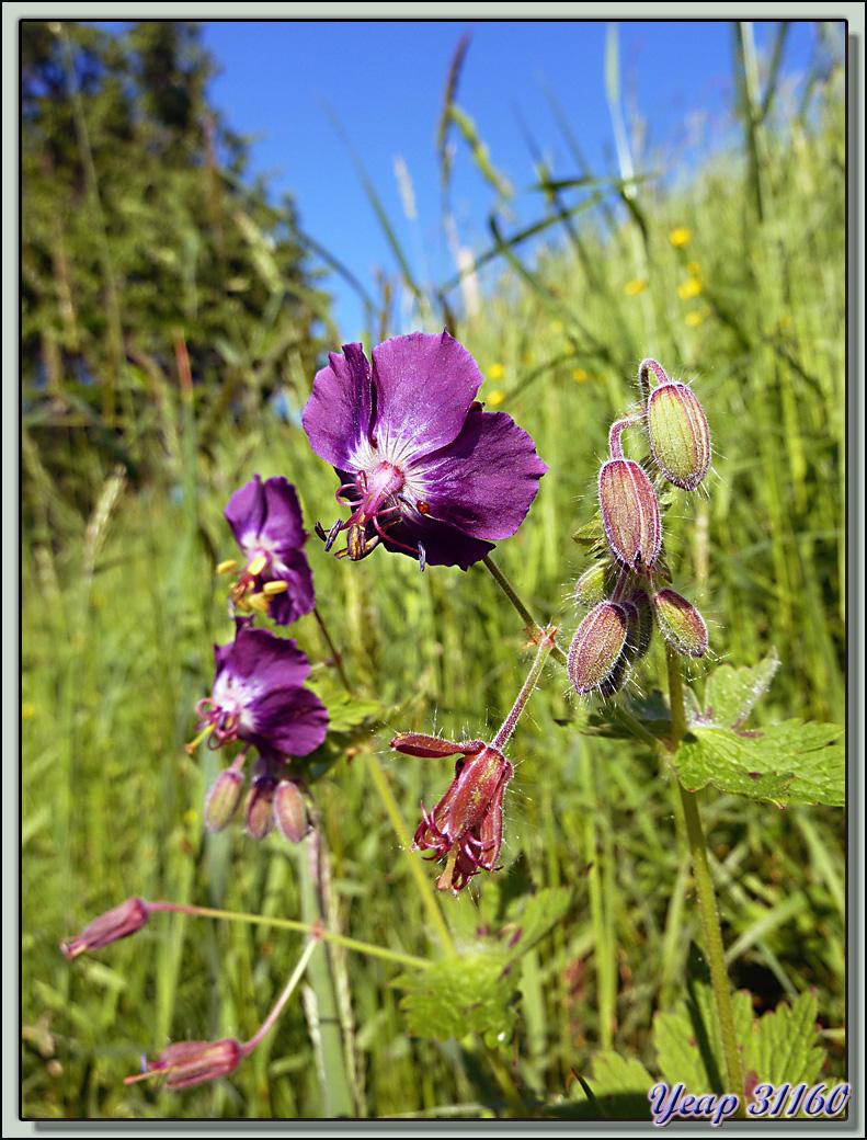 Géranium livide (Geranium phaeum) - Lartigau - Milhas - 31