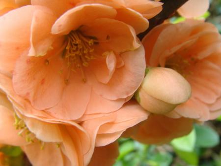 Macro_fleurs_du_jardin__6_