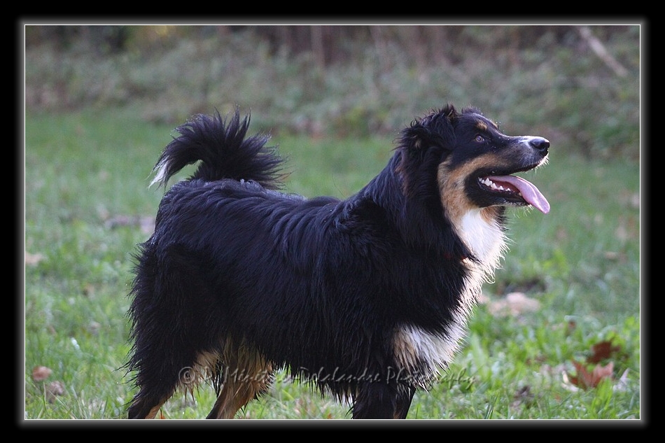 Apprentissage du Freezby-Dog...