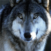 769 - Une histoire de Loup !