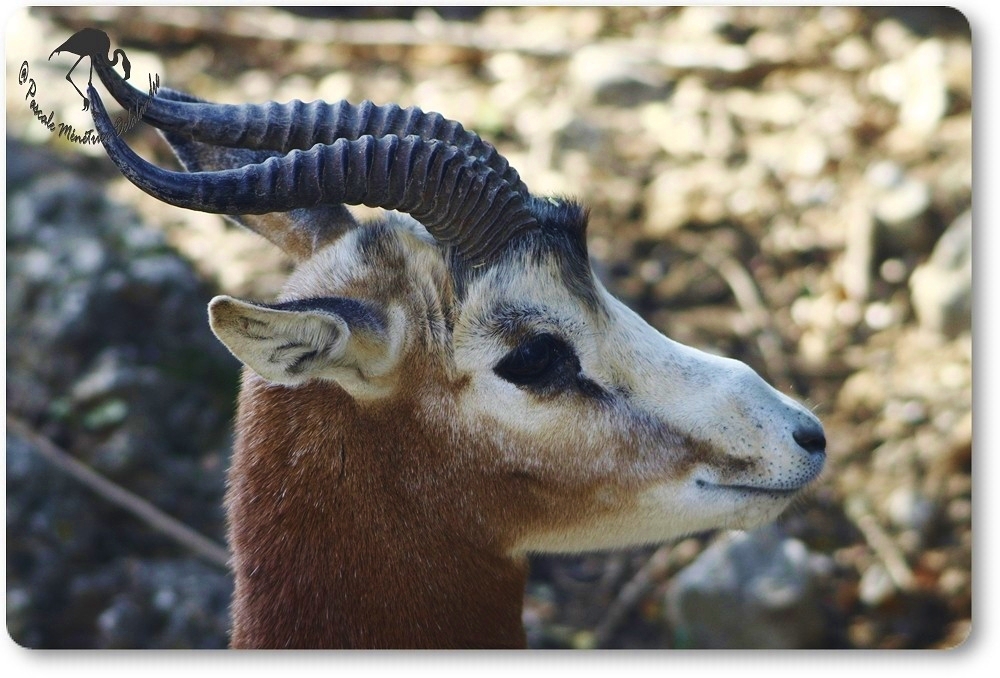 Gazelles de Mhorr au parc Darwin de Montpellier...