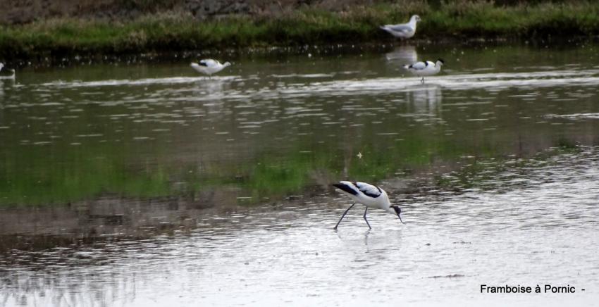 Balade dans le marais de Millac - 44-  Avocette élégante 