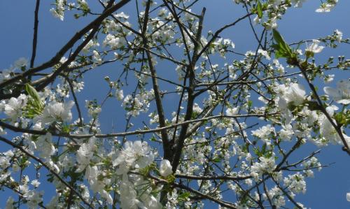 Le printemps 2019 est installé