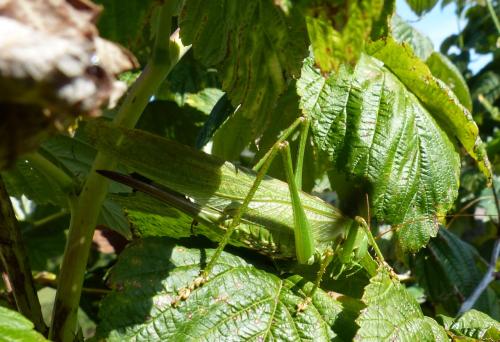 Insectes :