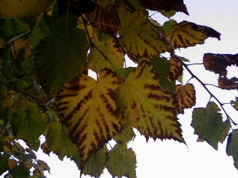 Image17