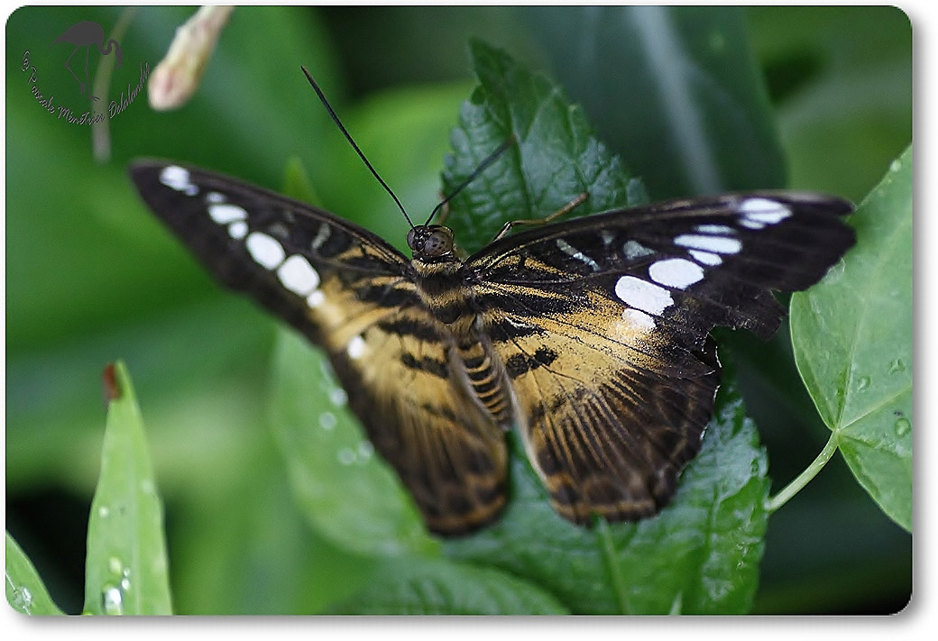 Parthenos sylvia -  Nymphalidae - Philippines
