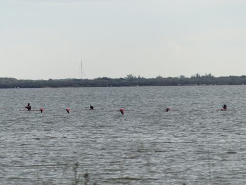 Oiseaux de Camargue
