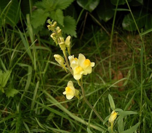 Fleurs cultivées : Linaires