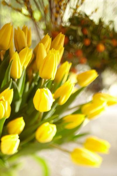 Tulipes