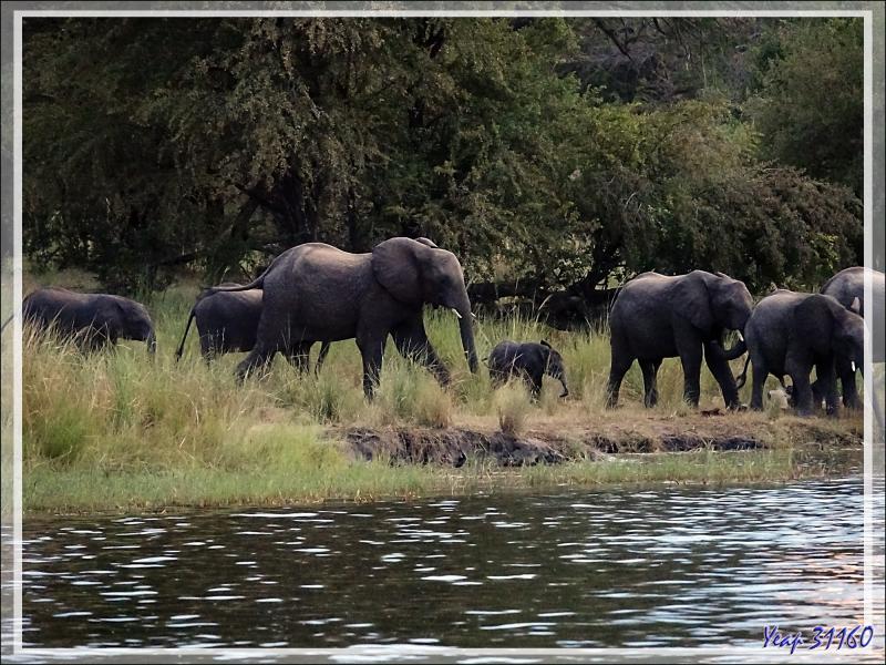 Il fait très sombre, on attend l'arrivée d'hypothétiques éléphants. Mais bientôt, ils émergent du noir de la forêt ! - Fleuve Zambèze - Zimbabwe