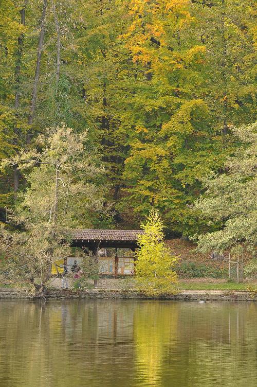 Bois de Saint Cucufa  (Hauts de Seine)