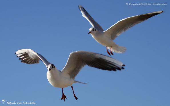 Duo de Mouettes rieuses