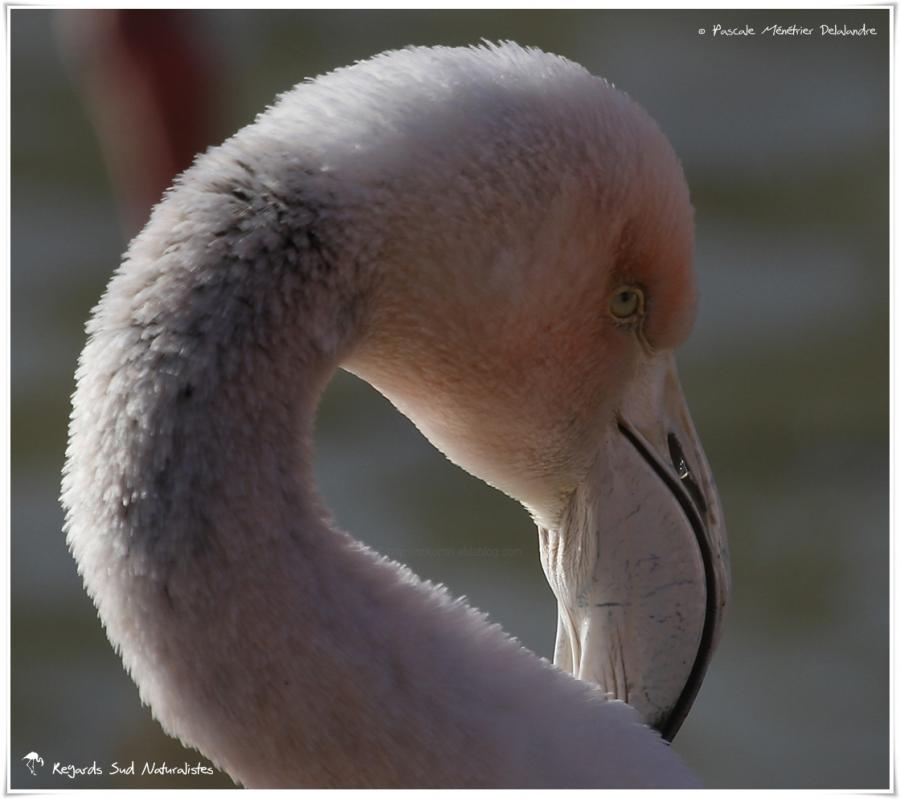 Flamant rose juvénile