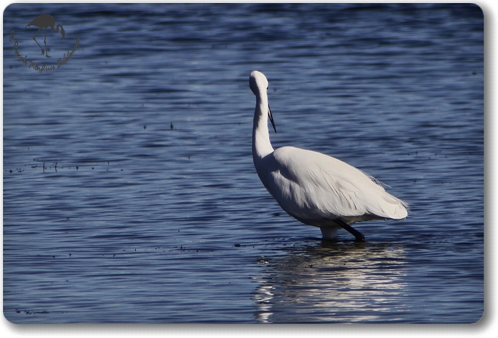 Aigrette Garzette (Etang de L'Or - Carnon)