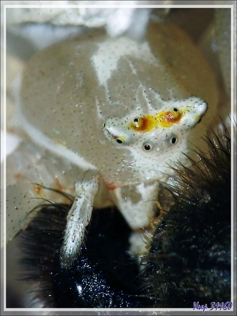 Suite : Araignée crabe Thomise enflée (Thomisus onustus) - Originaire de La Couarde - Île de Ré - 17