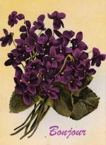 Violettes et cartonnettes !!!