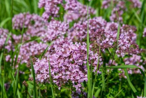 Fleurs cultivées : Marjolaine