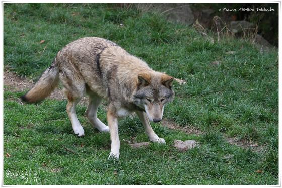 Loup de Mongolie (Canis lupus chanco)