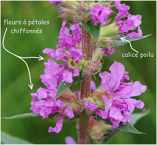 Vertus médicinales des plantes sauvages : Salicaire
