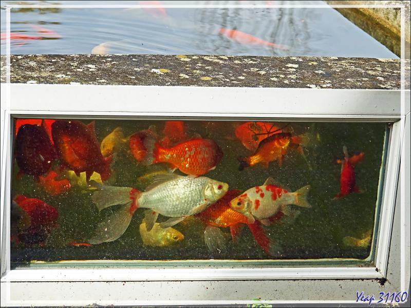 Mon aquarium de 4000 litres et quelques-uns de ses 70 habitants qui prennent le soleil derrière le hublot
