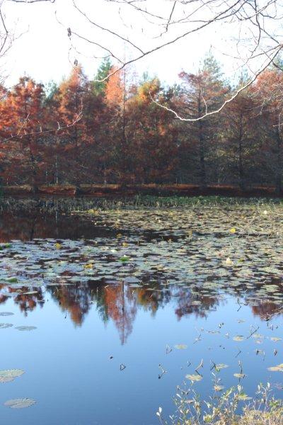 jardin à St Urbain 037