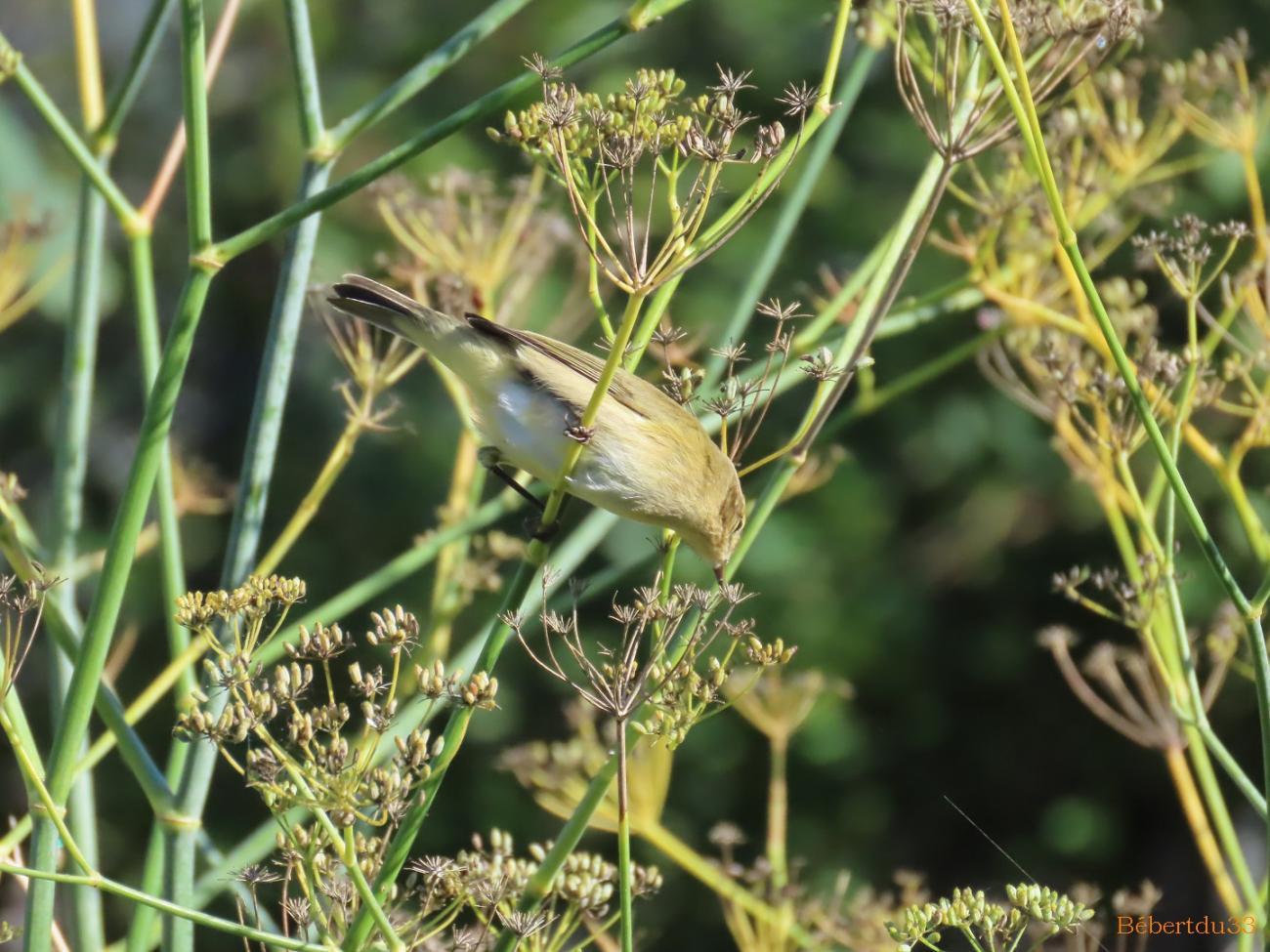 un oiseau dans le jardin 