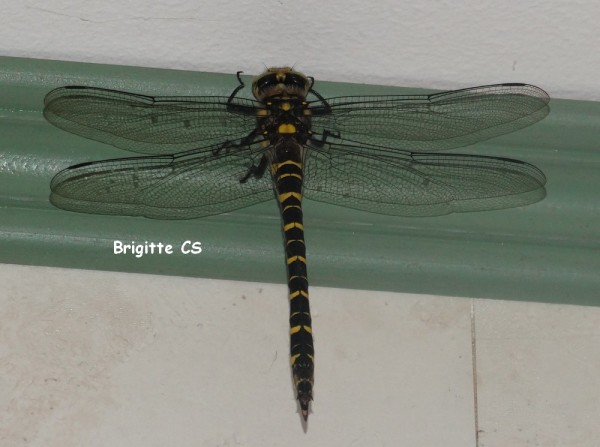 libellule03