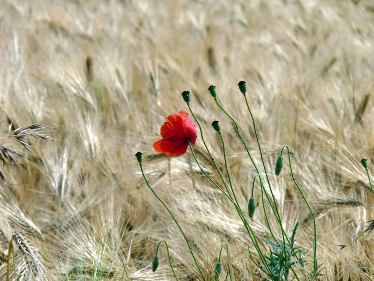 Coquelicot