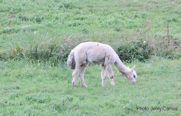 Cet été, des lamas ont brouté l'herbe autour du château de Rochefort sur Brevon !