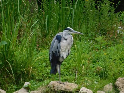 Clic clac chez tOrtue