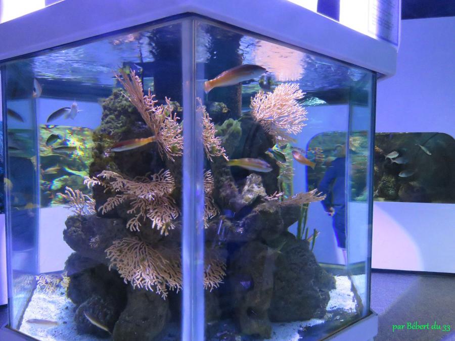 l'aquarium du Croisic (44) -2