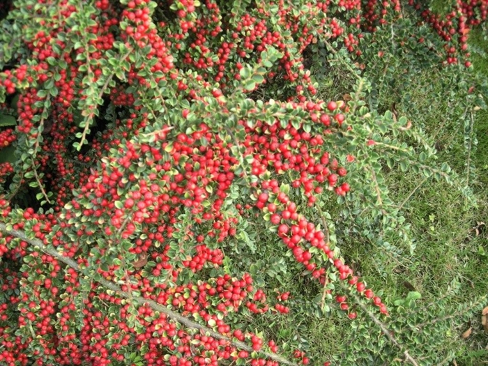 Le cotonéaster ...