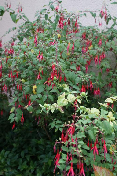 Un petit tour au jardin