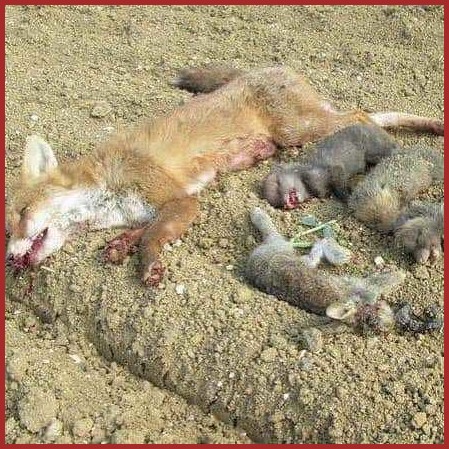 CHASSE