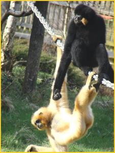 Gibbons___favoris_roux_07