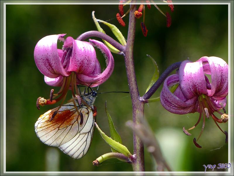 Papillon Gazé ou Piéride de l'aubépine (Aporia crataegi) - Varrados - Val d'Aran - Catalogne - Espagne