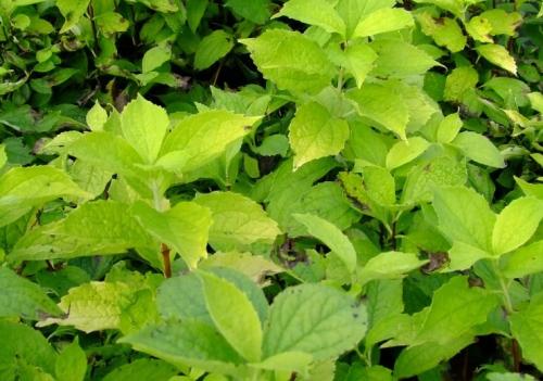 Fleurs cultivées : Seringat