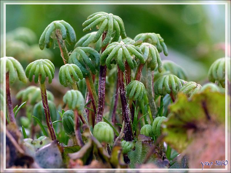 Macro sur une Hépatique à thalle (Marchantia polymorpha L.) - Lartigau - Milhas - 31