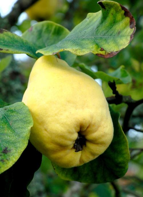 Arbre fruitier : Cognassier