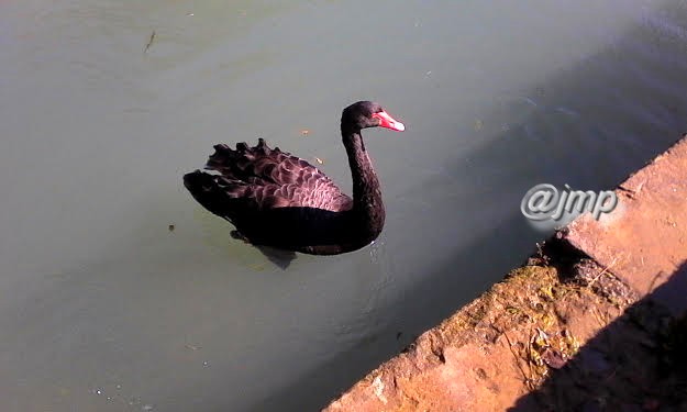 Le Cygne noir (Cygnus atratus) est une espèce de cygne originaire d'Australie et de Tasmanie qui doit son nom à la coloration en grande partie noire de son plumage