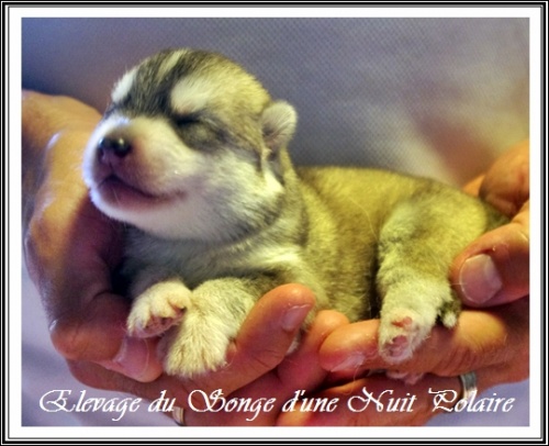 Chiot Husky Femelle 3 (5j)