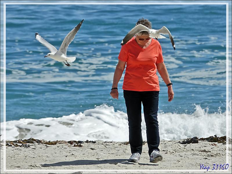 La belle et les mouettes de Hartlaub - Camps Bay - Cape Town - Afrique 