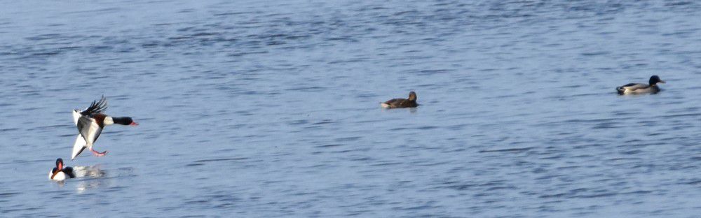 Colonie de tadornes de belon - décembre 2022...