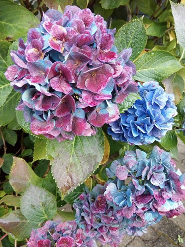 Les hortensias du bleus aux roses